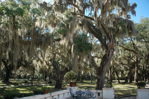 A serene outdoor scene featuring large trees draped in Spanish moss, with a small table and chairs in the foreground.