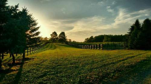 A serene landscape featuring a grassy path lined with trees and a wooden fence under a sunset sky.
