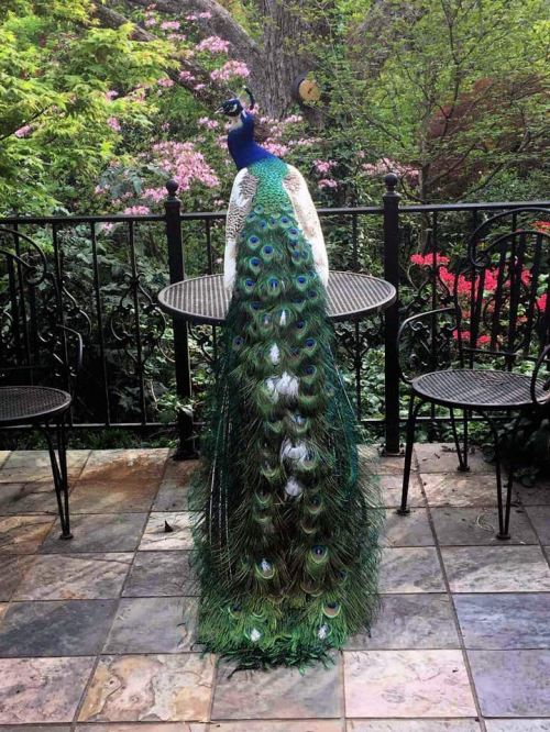 A peacock with a vibrant, colorful tail stands on a patio surrounded by lush greenery and blooming flowers.