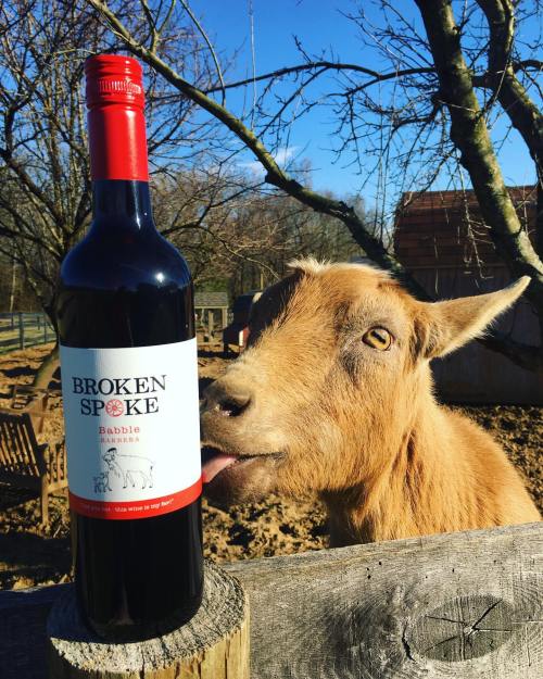 A goat curiously licks a bottle of Broken Spoke wine, set against a sunny farm background.