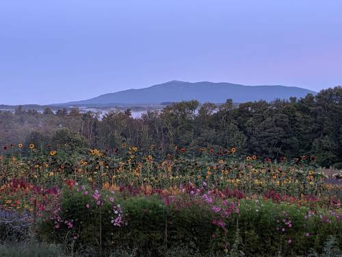 A scenic view of colorful flowers in the foreground with a mountain and misty landscape in the background at dusk.