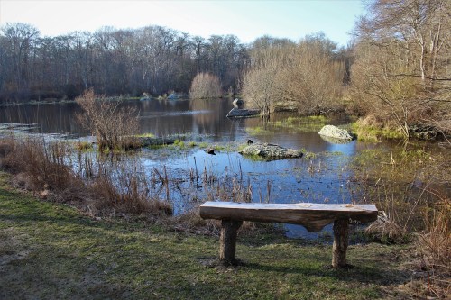 A serene pond surrounded by trees, with a wooden bench in the foreground and rocks scattered across the water.