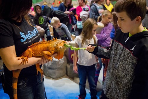 A child feeds a large orange iguana held by a woman, surrounded by a crowd of people in a lively setting.