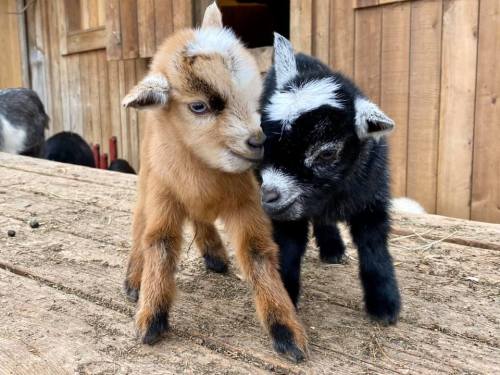 Two playful baby goats, one brown and one black with white markings, nuzzle each other on a wooden surface.