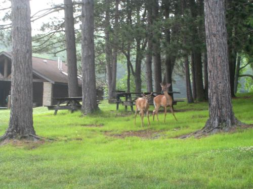 Two deer stand in a grassy area surrounded by tall trees, with a building and picnic tables in the background.