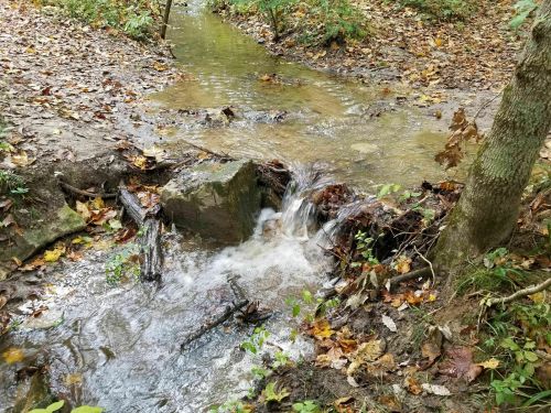 A small stream flows over rocks in a wooded area, surrounded by fallen leaves and trees.