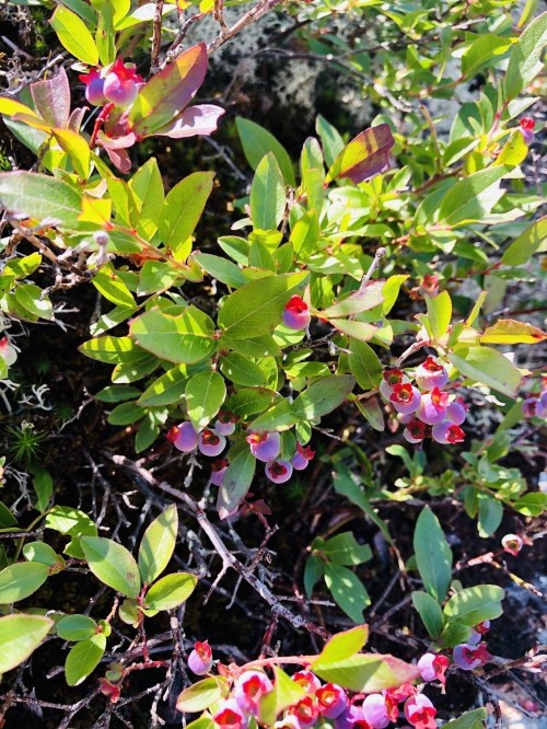 A close-up of green leaves and small pinkish-red flowers on a bush, set against a dark background.