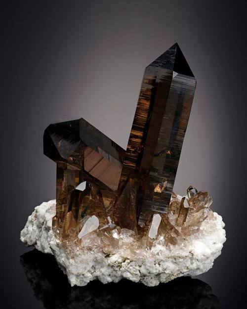 A cluster of dark brown quartz crystals on a white mineral base, showcasing sharp, angular formations.