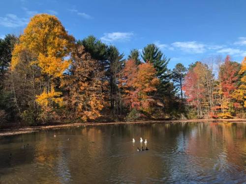 A serene pond surrounded by vibrant autumn trees, with ducks swimming peacefully under a clear blue sky.