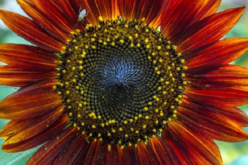 Close-up of a vibrant sunflower with deep red petals and a textured dark center, showcasing intricate patterns.