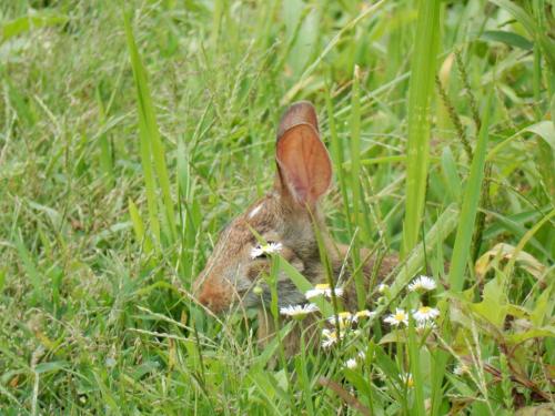 A rabbit's head partially hidden in tall grass, with small white flowers in the foreground.