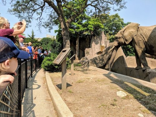 A crowd watches an elephant at a zoo, with children and adults gathered near a fence. Trees provide shade in the background.