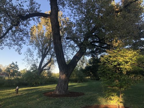 A large tree with golden leaves stands in a grassy area, surrounded by smaller trees and a clear blue sky.
