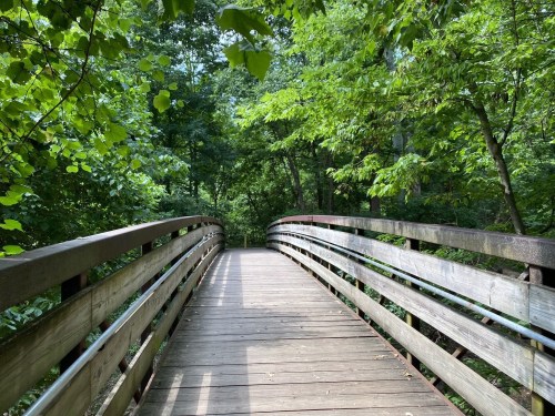 A wooden bridge surrounded by lush green trees, leading into a serene forest path.