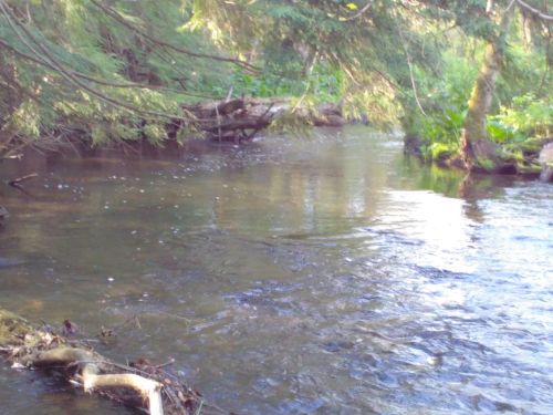 A serene river flows through a lush, green forest, with trees and branches reflected in the water.