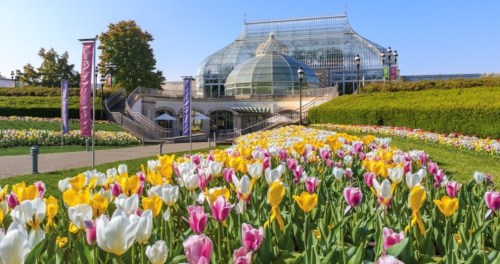 A vibrant garden filled with colorful tulips in front of a glass conservatory under a clear blue sky.