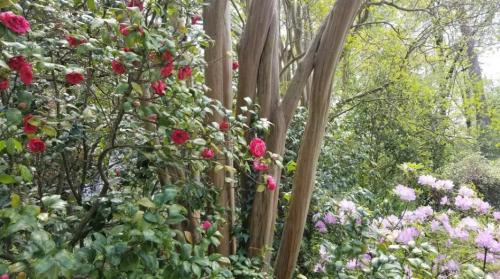A lush garden scene featuring vibrant red roses and light pink flowers among green foliage and tree trunks.