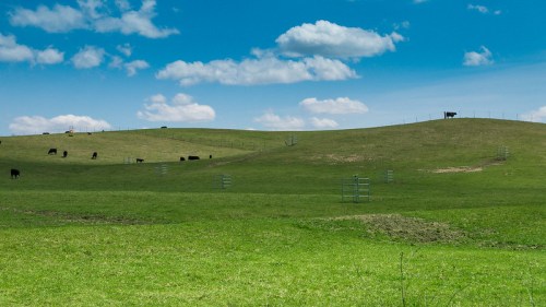 A lush green hillside with grazing cows under a bright blue sky dotted with fluffy clouds.