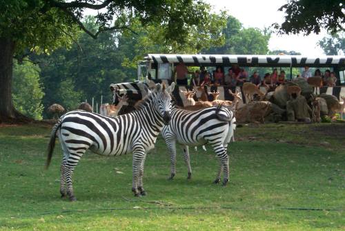 Two zebras stand in a grassy area, with a striped bus and a group of people in the background among other animals.