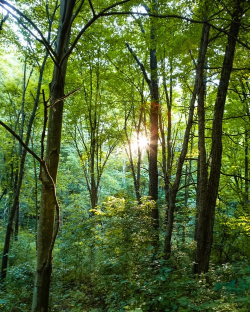 Sunlight filters through lush green trees in a serene forest, creating a peaceful and vibrant atmosphere.
