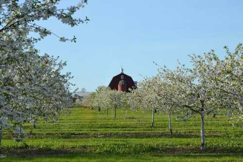Blossoming apple trees in a green field with a red barn in the background under a clear blue sky.