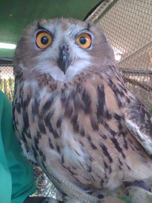 A close-up of a large owl with striking yellow eyes and intricate feather patterns, perched in a cage.