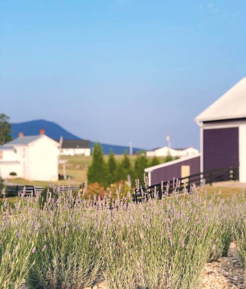 A field of lavender in the foreground with a clear blue sky and distant mountains, alongside a white building.