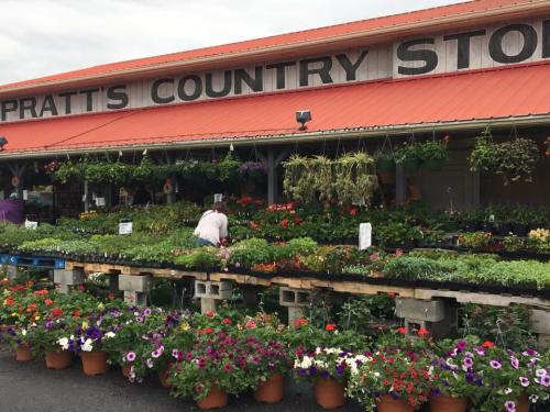 A vibrant garden center with colorful flowers and plants for sale, under a red roof sign reading "Pratt's Country Store."