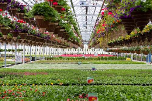 A vibrant greenhouse filled with hanging flower baskets and rows of colorful plants and flowers.