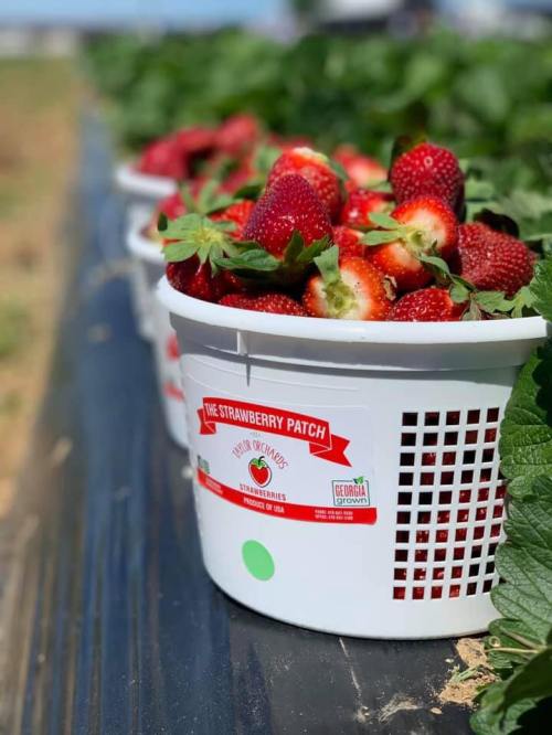 A white basket filled with fresh strawberries sits among green strawberry plants in a field.