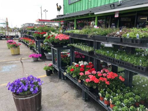 Colorful flower displays in pots and trays at a garden center, featuring various blooming plants and greenery.