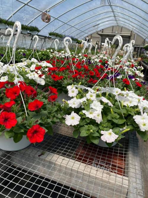 Hanging baskets of vibrant red, white, and purple petunias in a greenhouse.