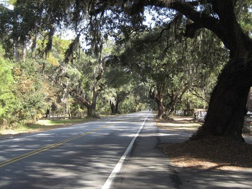 A quiet road lined with large trees draped in Spanish moss, creating a serene, shaded atmosphere.