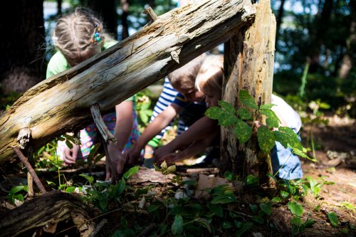 Three children crouch under a fallen log, exploring the forest floor among greenery and sunlight.