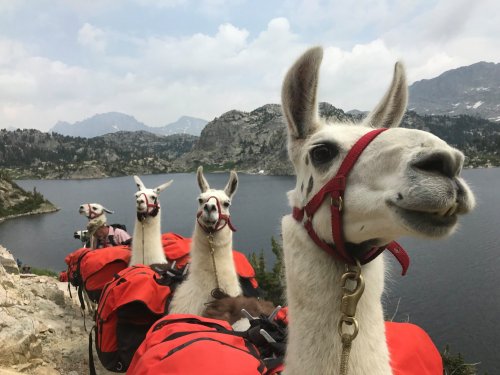 A group of llamas with red packs stands by a lake, surrounded by mountains under a cloudy sky.
