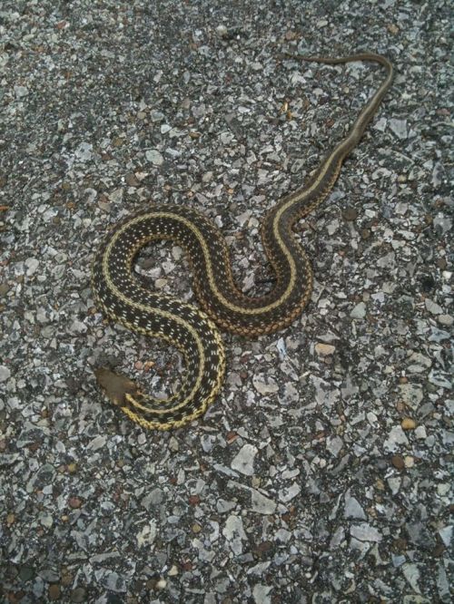 A patterned snake slithering across a gravel surface.