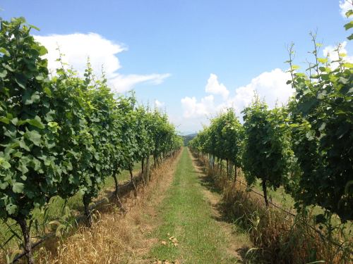 A lush vineyard stretches down a grassy path under a bright blue sky with fluffy clouds.