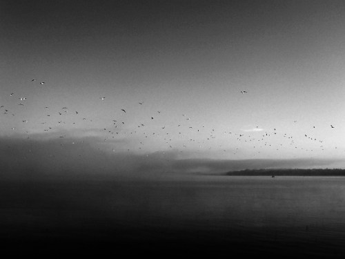 A serene black and white landscape of a misty lake with numerous birds flying above the water's surface.