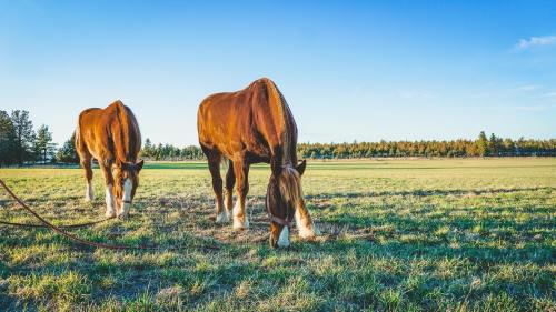Two brown horses grazing in a sunny field with trees in the background and a clear blue sky.