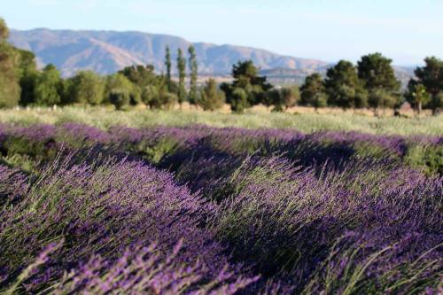 A vibrant field of lavender blooms with mountains in the background under a clear blue sky.