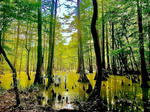 Lush green forest with tall trees reflecting in a tranquil swamp, surrounded by water and stumps.