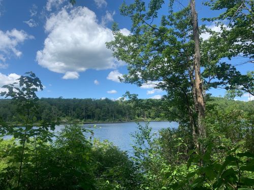 A serene lake surrounded by lush greenery and trees under a bright blue sky with fluffy white clouds.