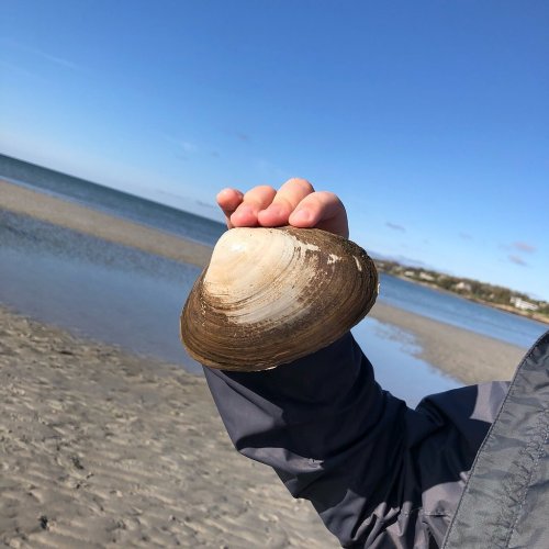 A person holding a large clam shell at the beach, with a clear blue sky and water in the background.