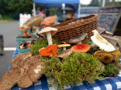 A variety of colorful mushrooms displayed on a table with green moss, next to a woven basket at a market.