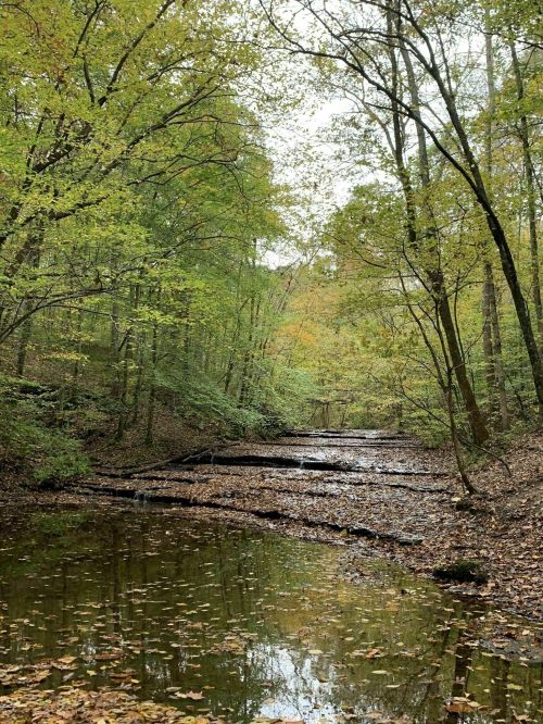 A serene forest scene with a shallow creek surrounded by trees, showcasing autumn foliage and fallen leaves.