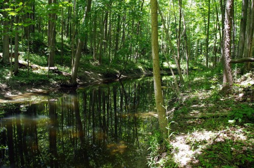 A serene forest scene with a calm stream reflecting trees and sunlight filtering through lush green foliage.