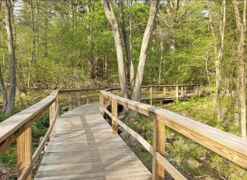 A wooden boardwalk winds through a lush green forest, surrounded by trees and foliage.