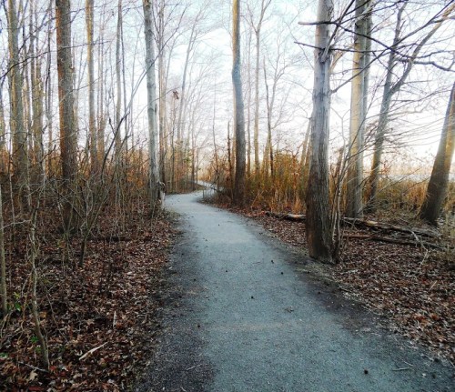 A winding path through a wooded area with bare trees and fallen leaves on the ground.