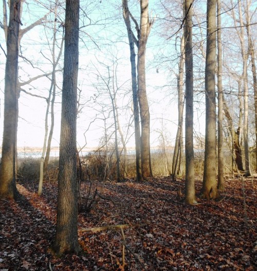 A serene forest scene with tall trees and fallen leaves, overlooking a calm body of water in the distance.