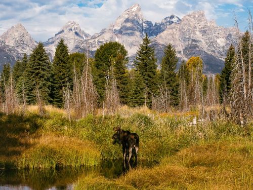 A moose stands in a grassy area near a pond, with mountains and trees in the background under a blue sky.